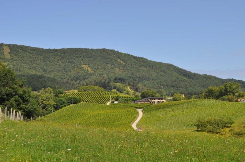 BODEGA_HIRUZTA
