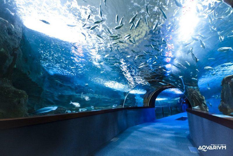 imagenes-aquarium-san-sebastian-6-800x535